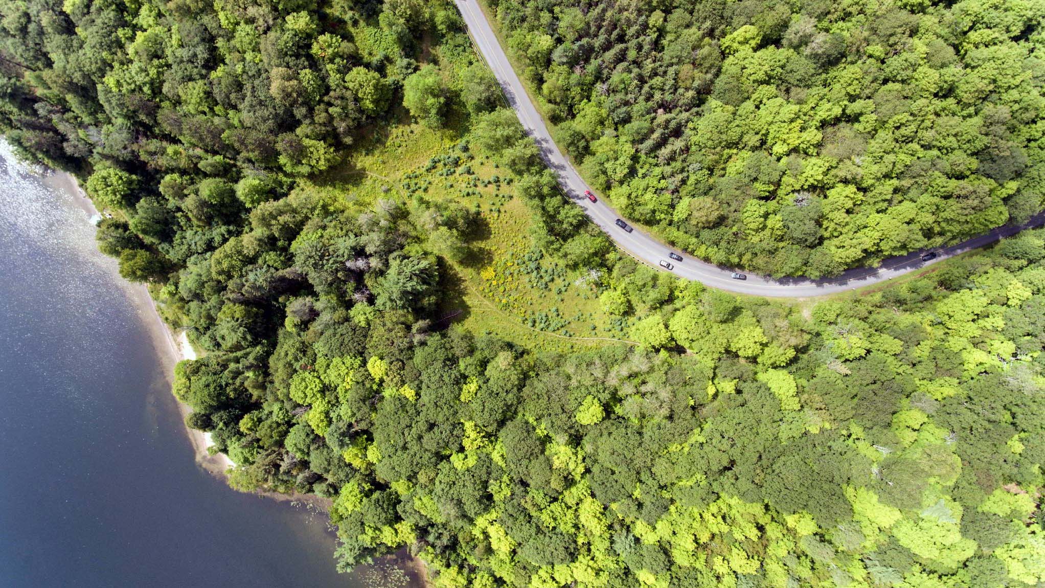 Highway Through A Forest