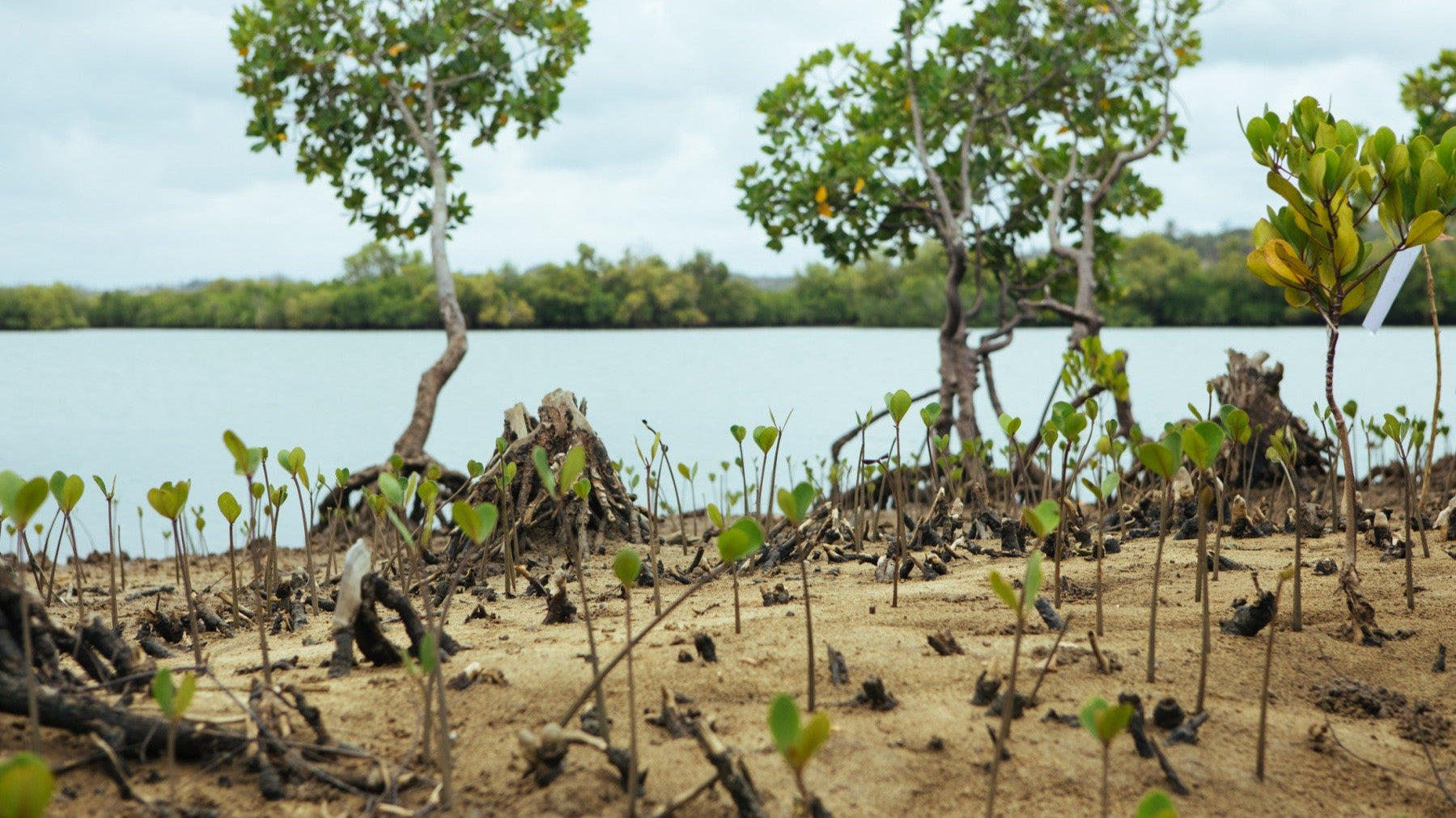 Young Saplings in the Kenyan Mangroves