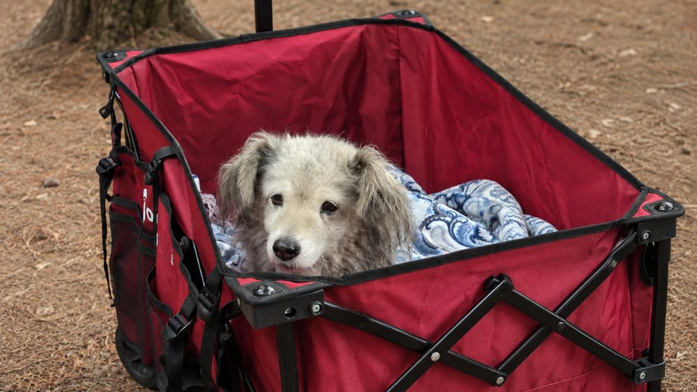  Folding Wagon for a Senior Dog