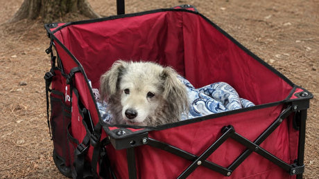  Folding Wagon for a Senior Dog
